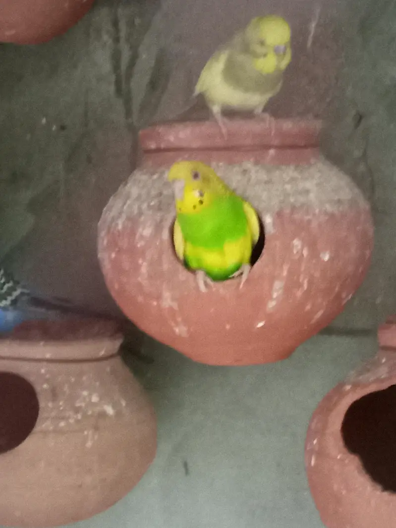 2 budgies  breding pairs for sale — photo 7