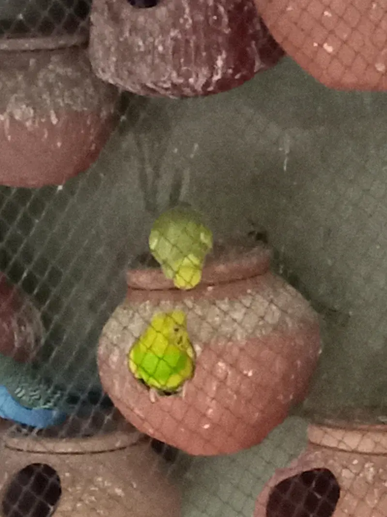 2 budgies  breding pairs for sale — photo 8