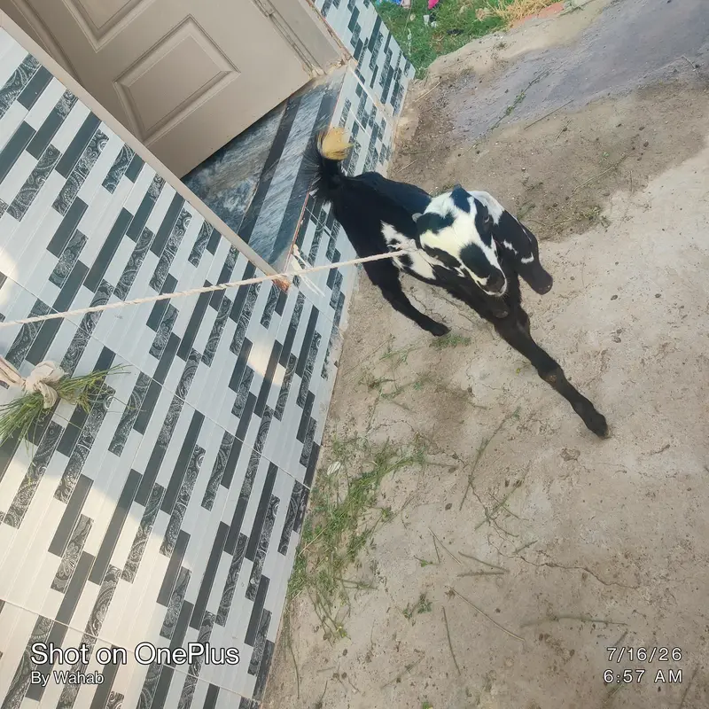 0320#8137#006 wt/ap betal Desi path age 4month healthy and Active — photo 4