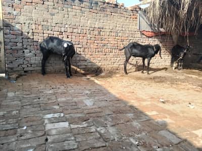 desi kaly bakry sadky k liye