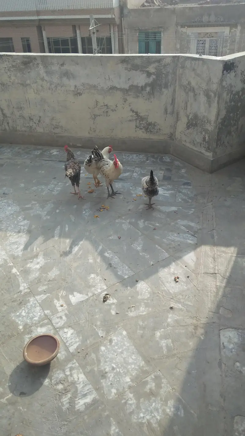 Anda Deni Wali 3 Murgi Or 2 Pethain Or 1 Murga Sale Krna ha — photo 3