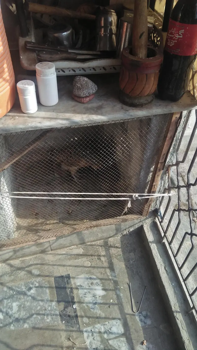 Anda Deni Wali 3 Murgi Or 2 Pethain Or 1 Murga Sale Krna ha — photo 4