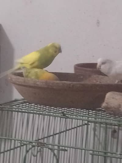 Red eyes budgies pair