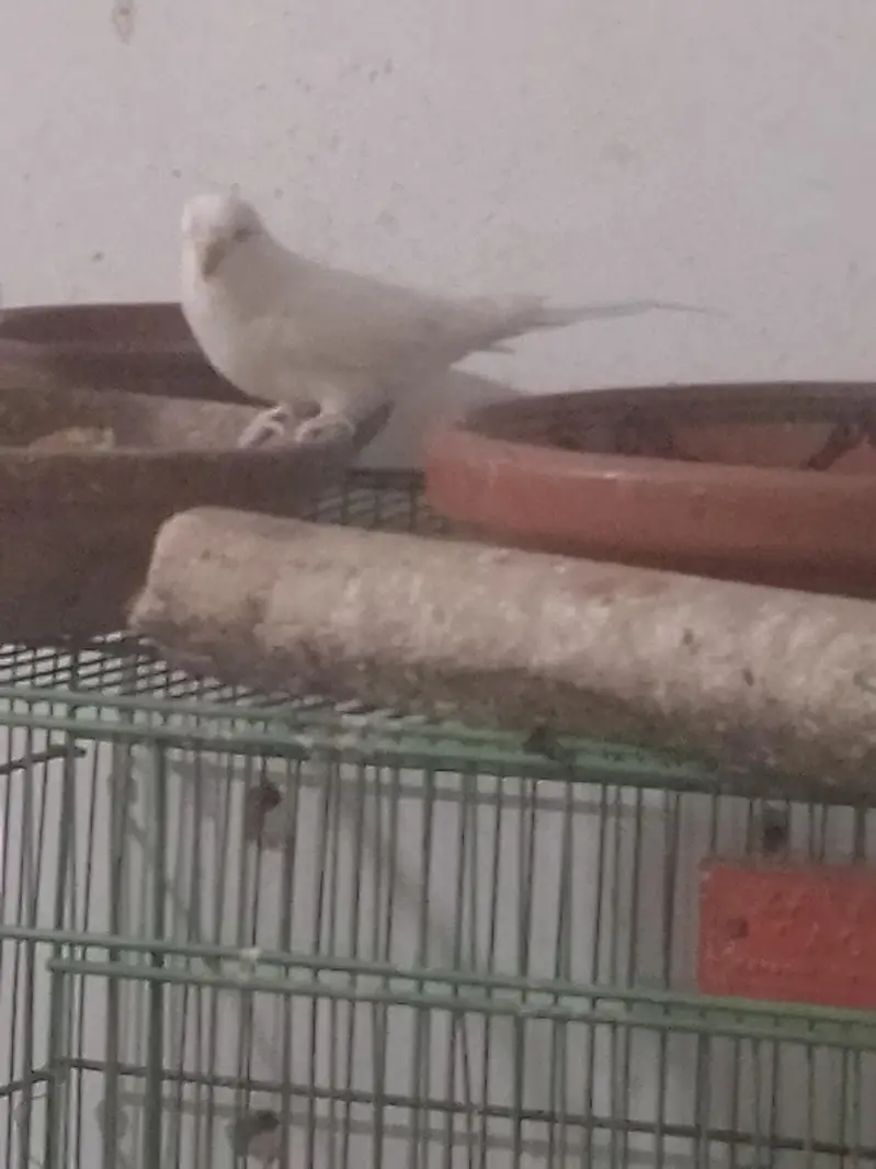 Red eyes budgies pair — photo 2
