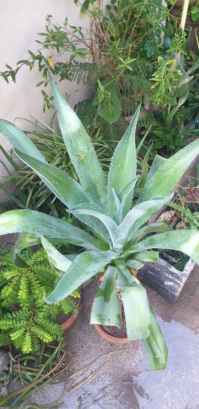 plants in cheap price