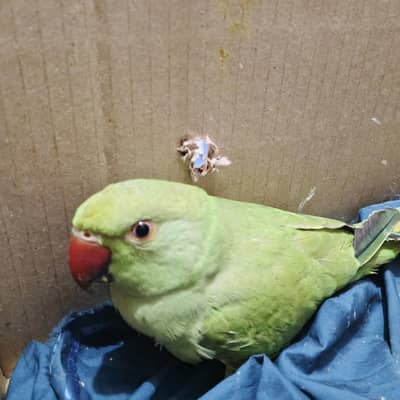 green neck parrot