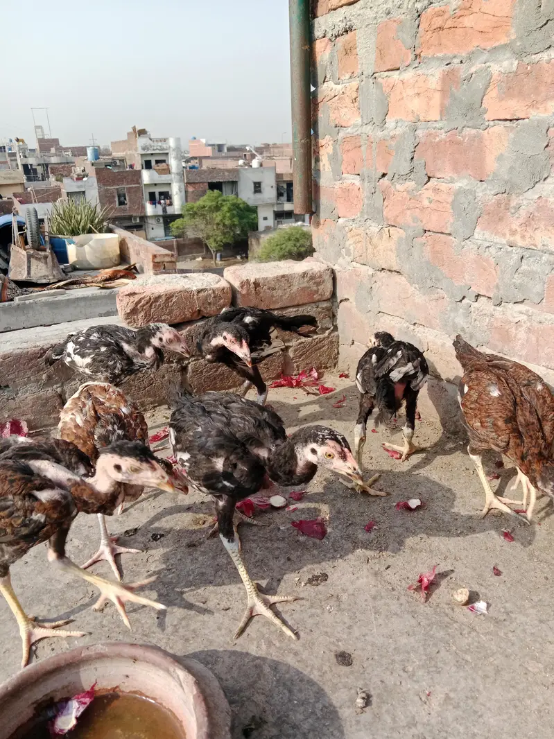 aseel chickes — photo 2