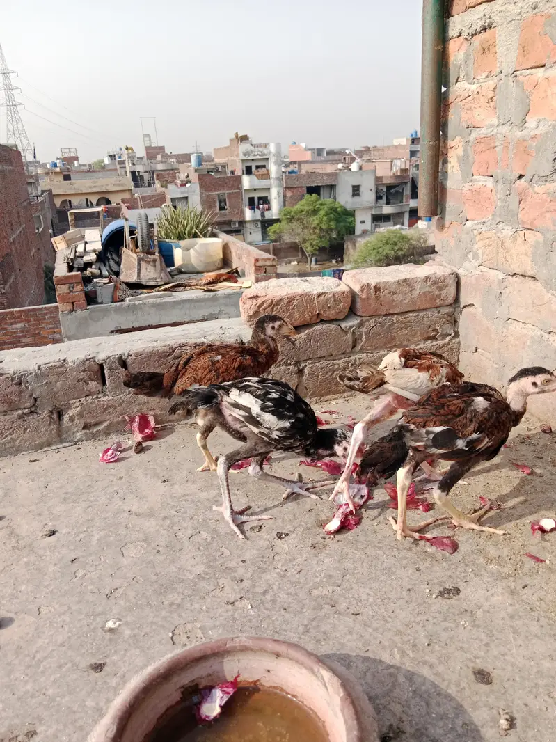 aseel chickes — photo 4