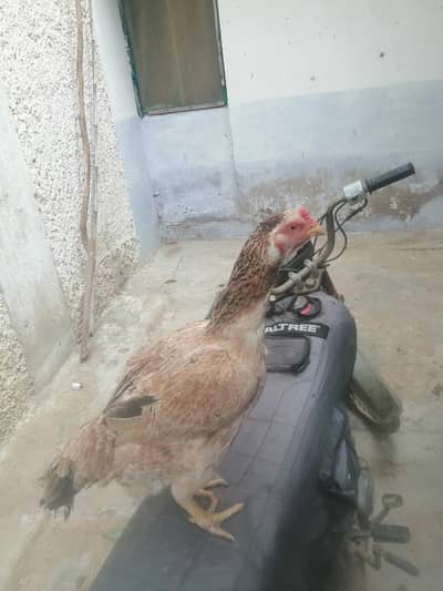 miyawali murghee for sale