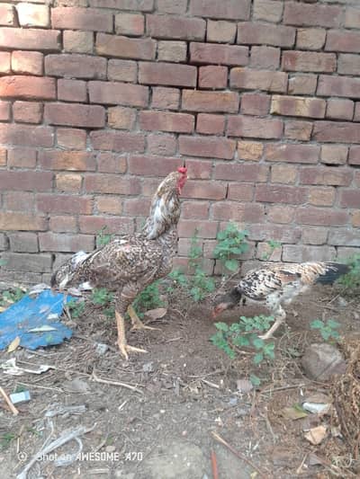 Shamo Aseel pair coco