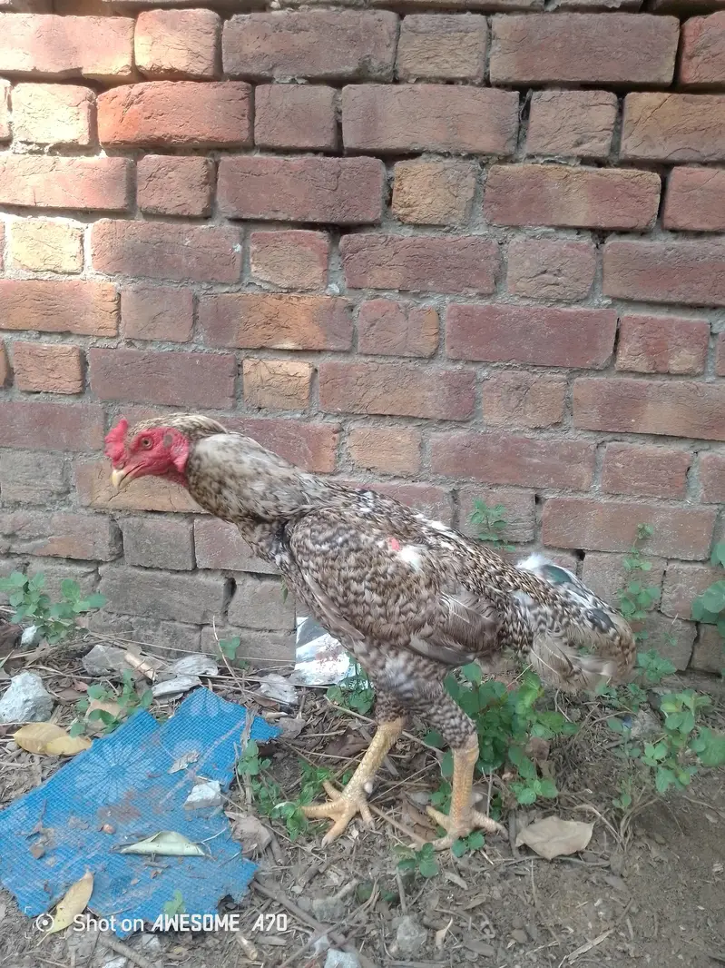 Shamo Aseel pair coco — photo 2