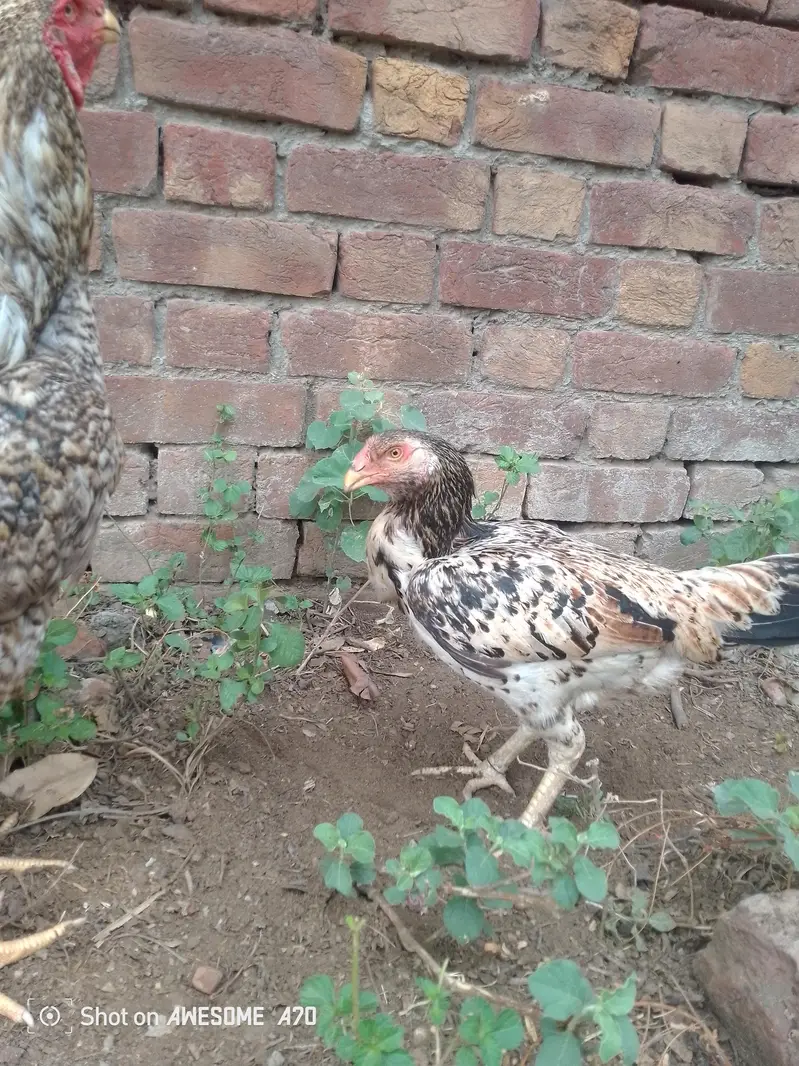 Shamo Aseel pair coco — photo 5