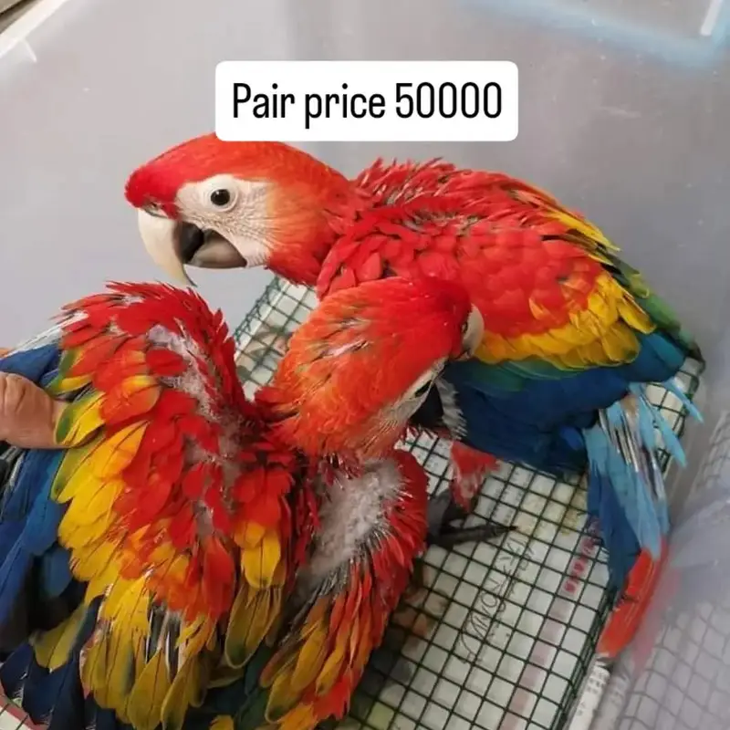 Red macaw parrot for sale contact me what's up 03257593123 — photo 2
