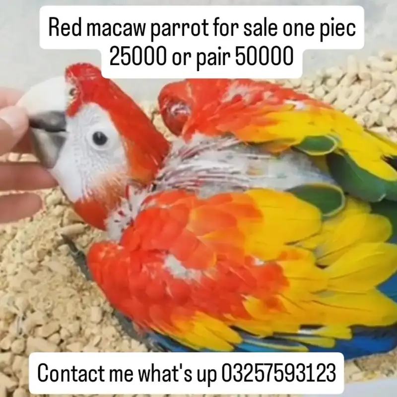 Red macaw parrot for sale contact me what's up 03257593123 — photo 3