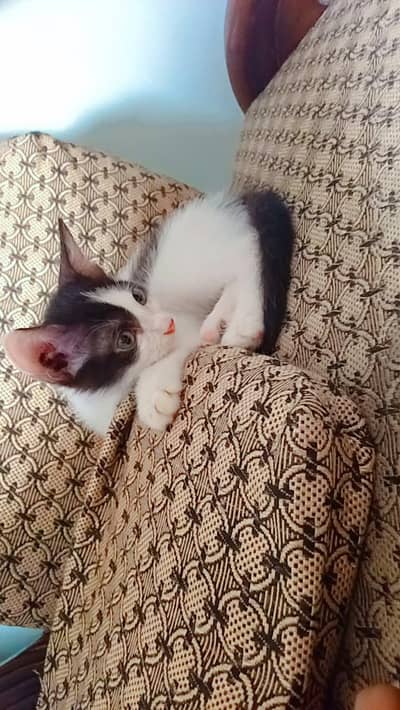 semi Persian kittens available for free adoption