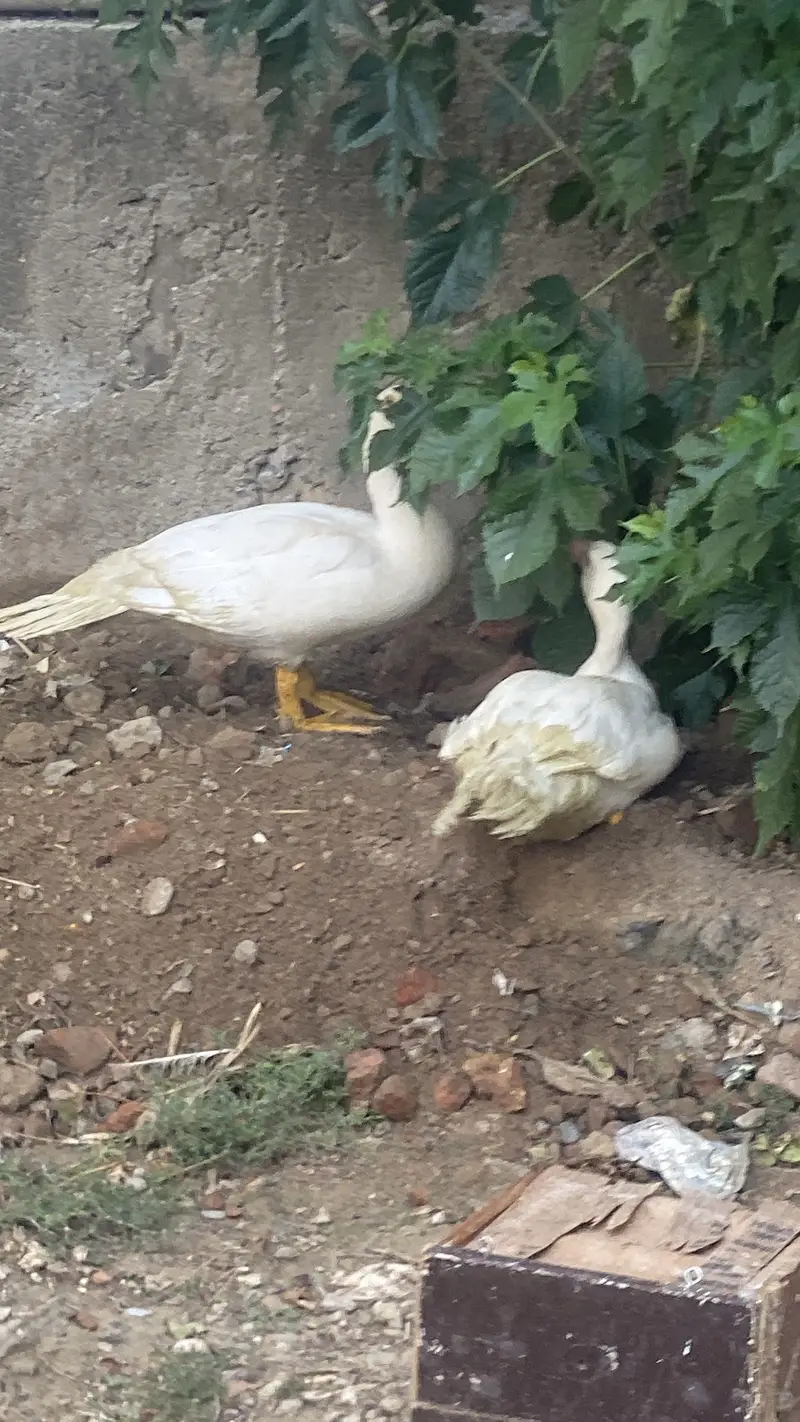 White duck — photo 3