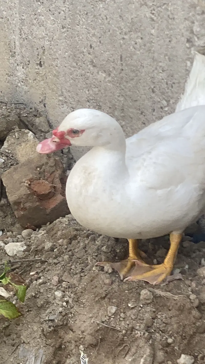 White duck — photo 4