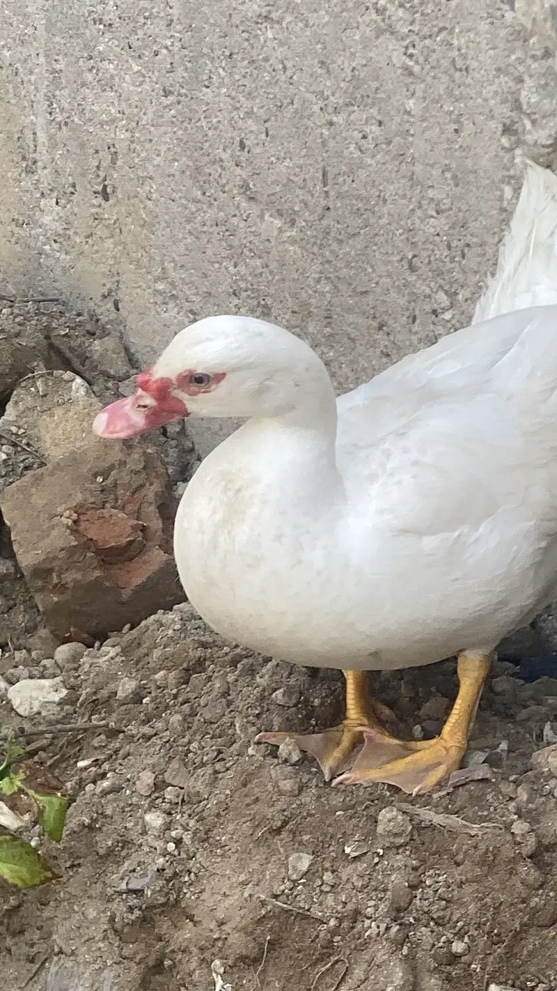 White duck — photo 6