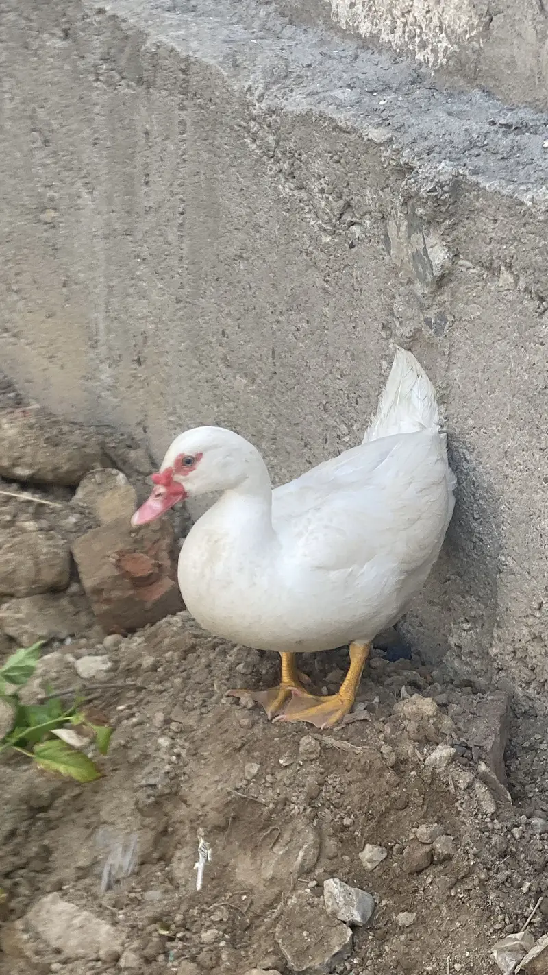 White duck — photo 7