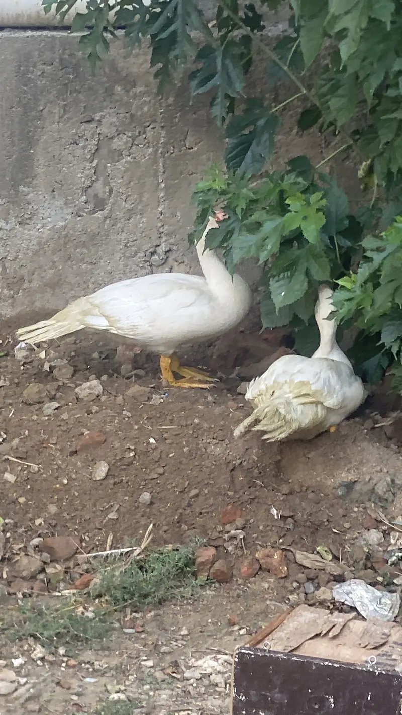 White duck — photo 8