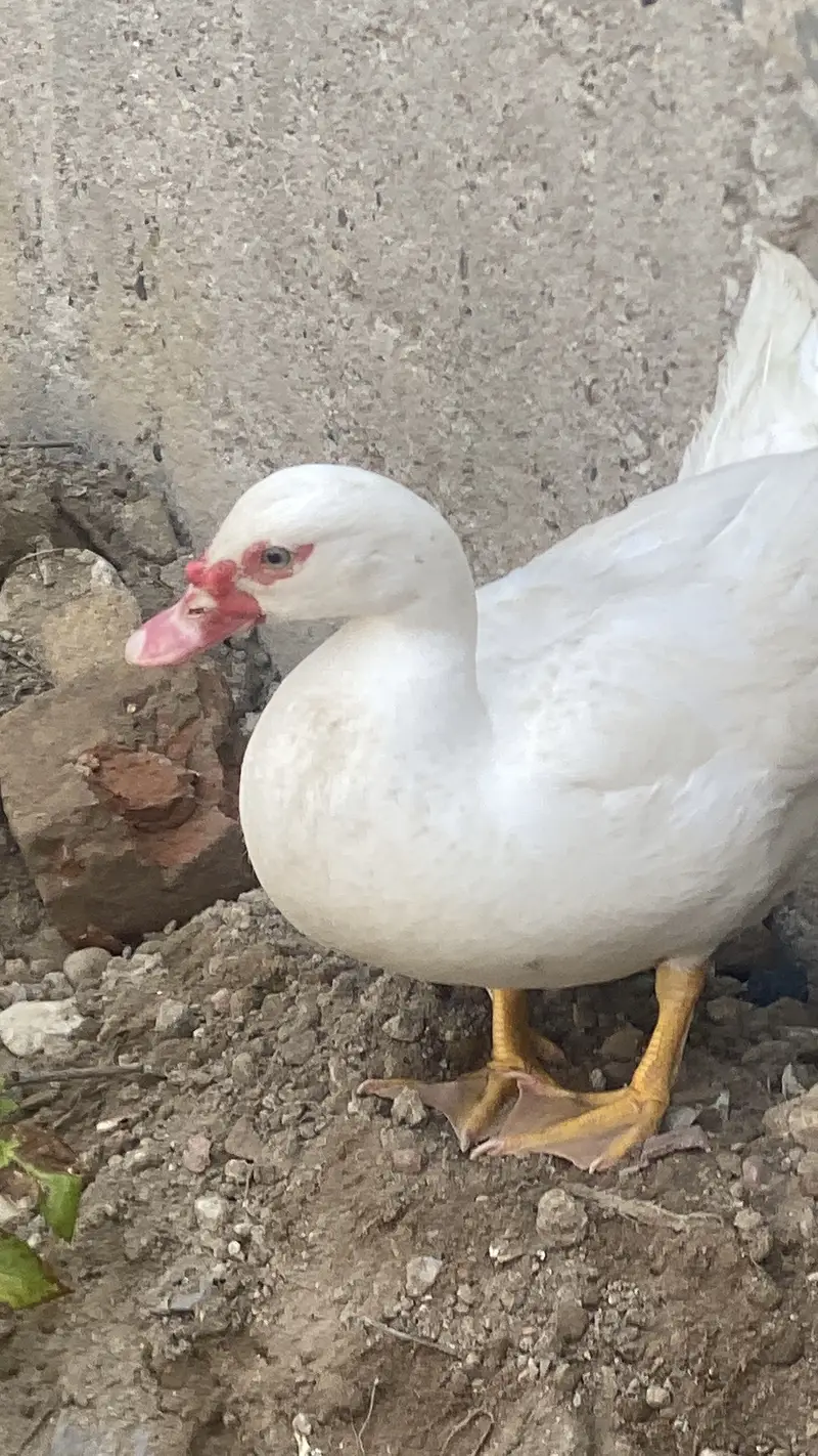 White duck — photo 9