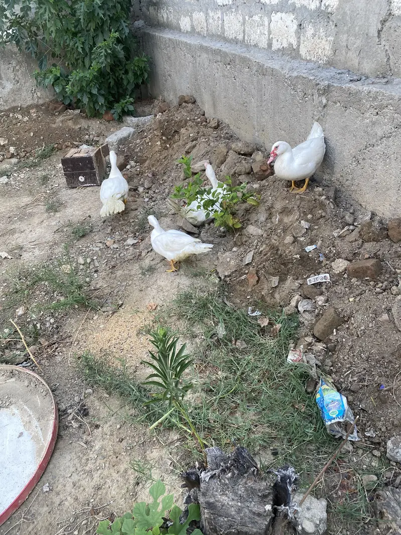 White duck — photo 10