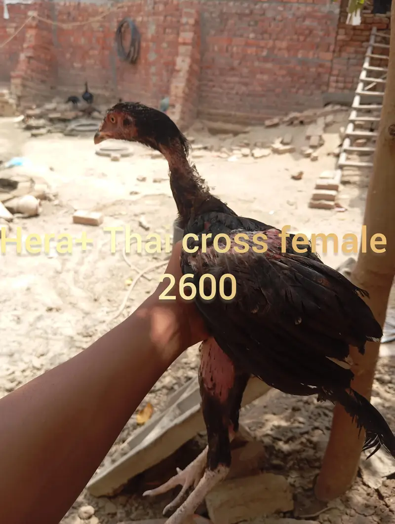 high quality aseel females — photo 7