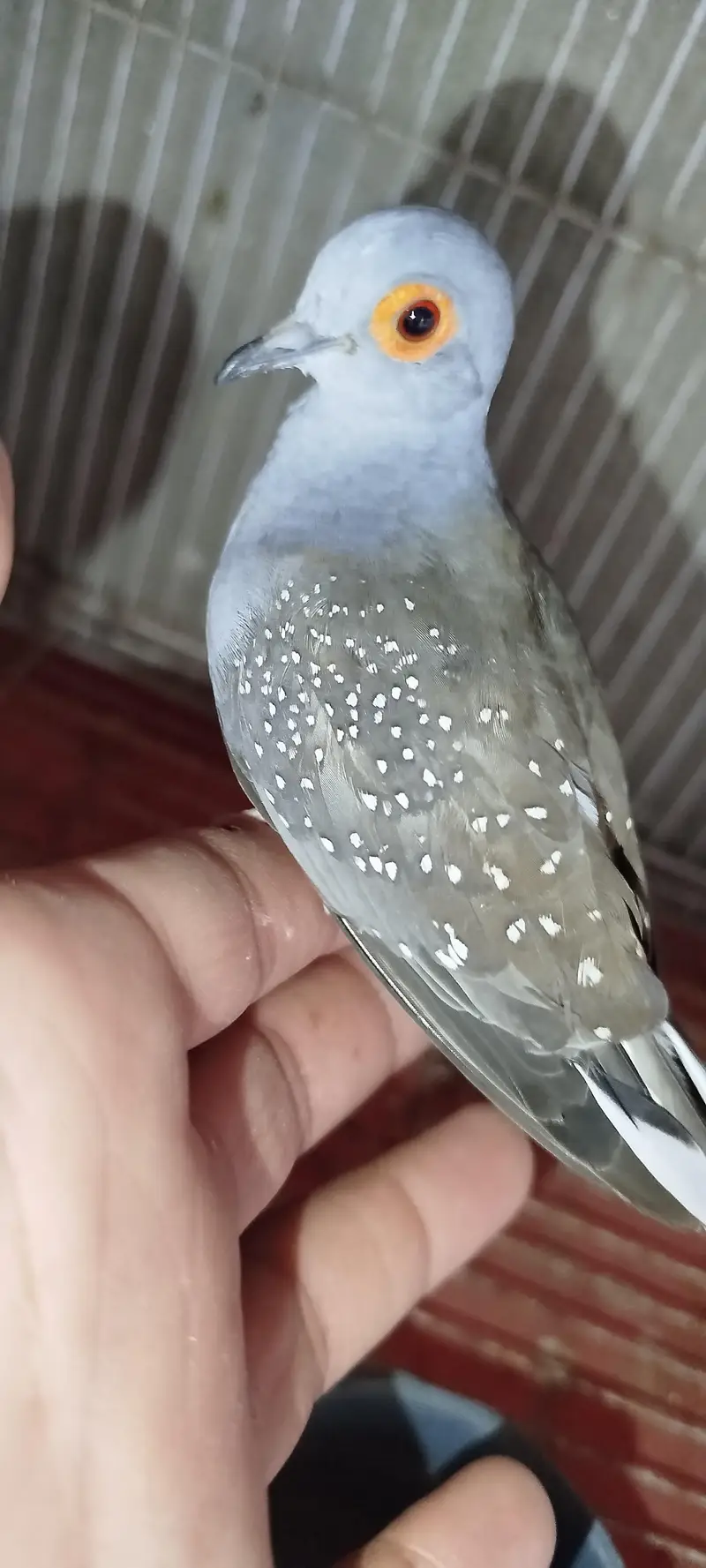 China Dove Pair