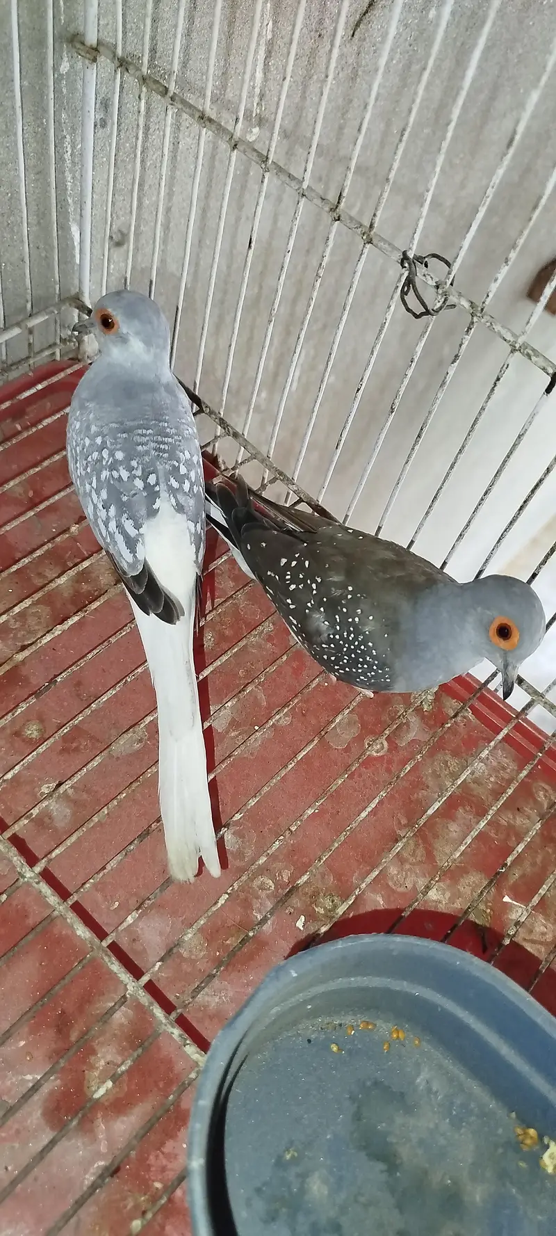 China Dove Pair — photo 2