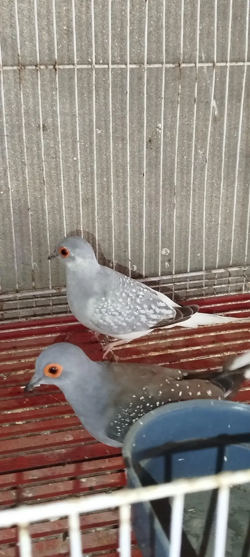 China Dove Pair — photo 3
