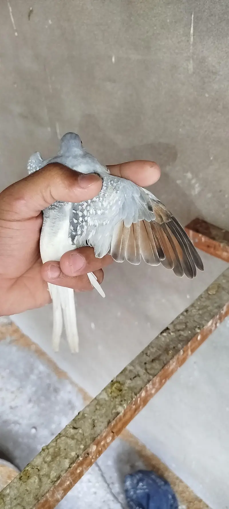 China Dove Pair — photo 4