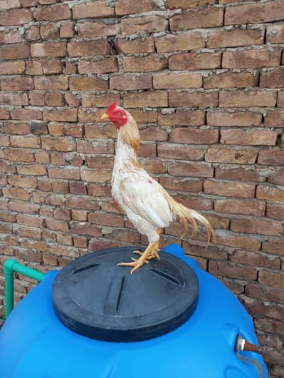 High quality pela son tol wattsapp 03344450163