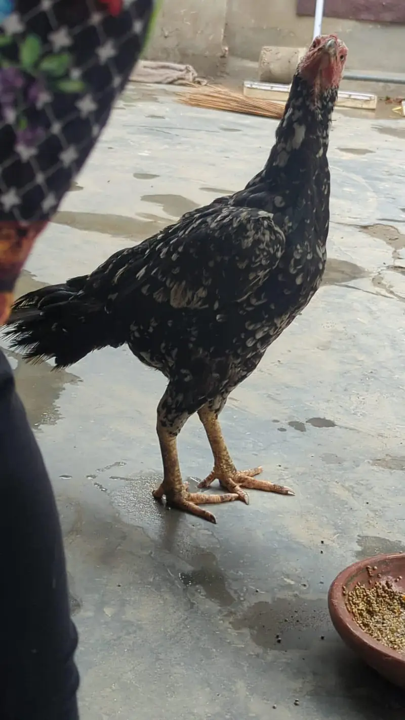 Thai Aseel — photo 2