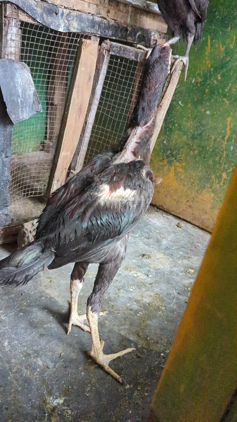 Thai Aseel — photo 3