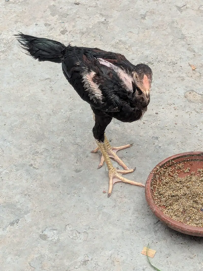 Thai Aseel — photo 8