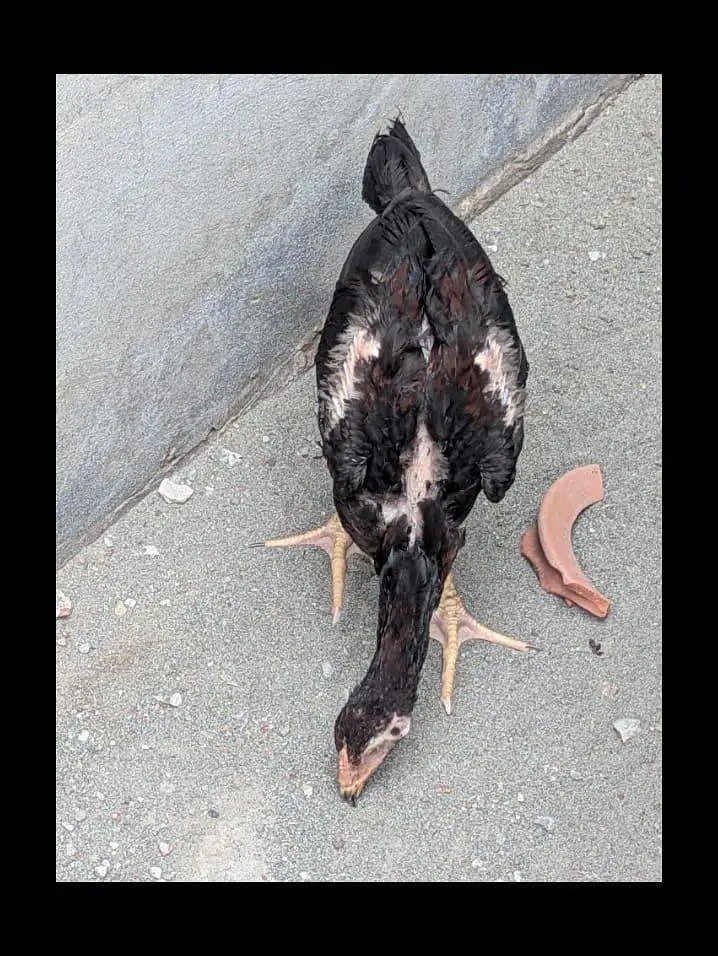 Thai Aseel — photo 10