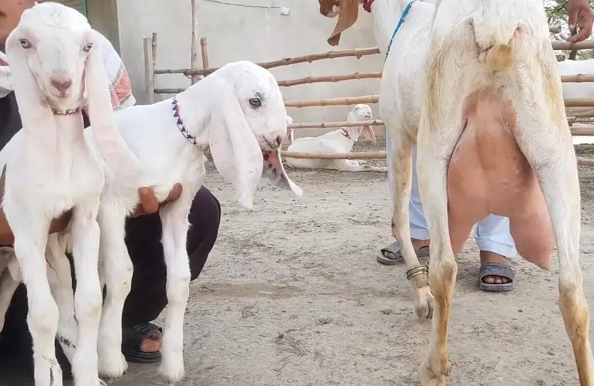 2 butcher vali Rajan puri bakri for sale. 03079388137 — photo 2