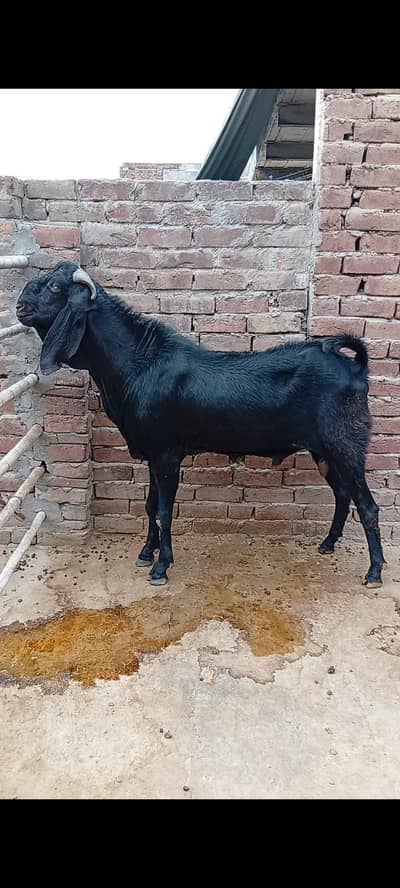 بریڈر بکرا