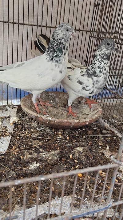 Pigeon Pairs