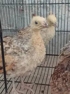 peacock chick small and large