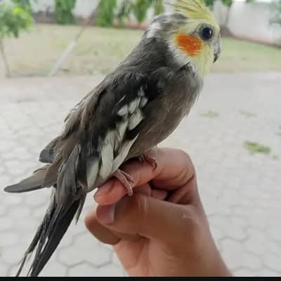 healthy and active handtame grey coctail urgent sale