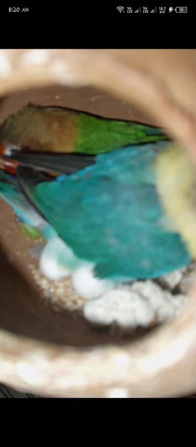 love birds