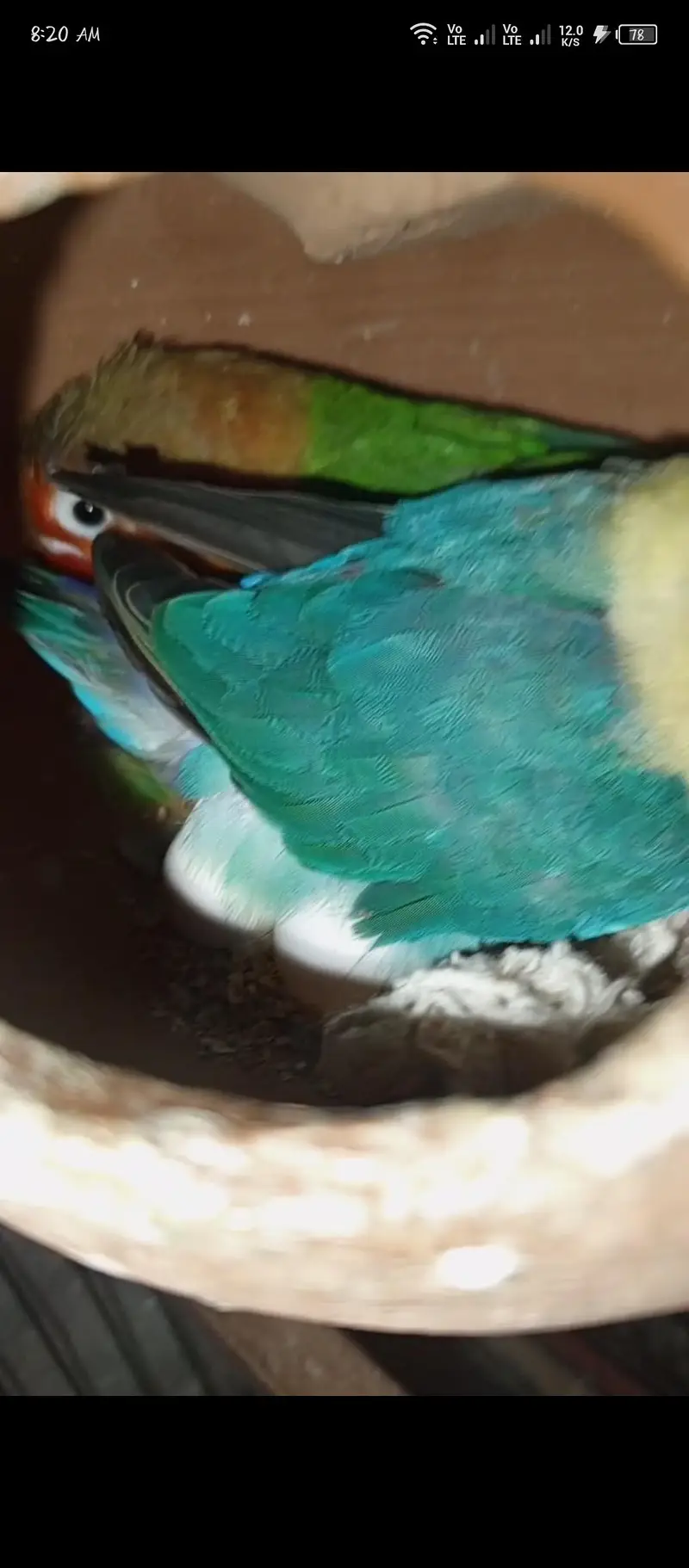 love birds — photo 2