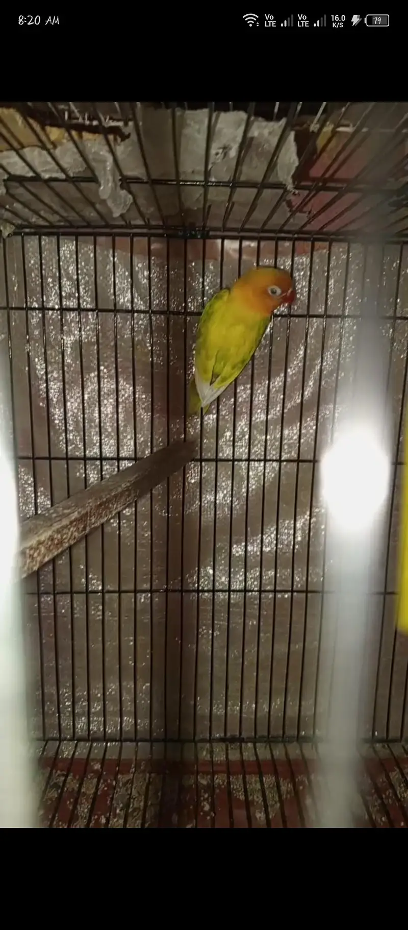 love birds — photo 3