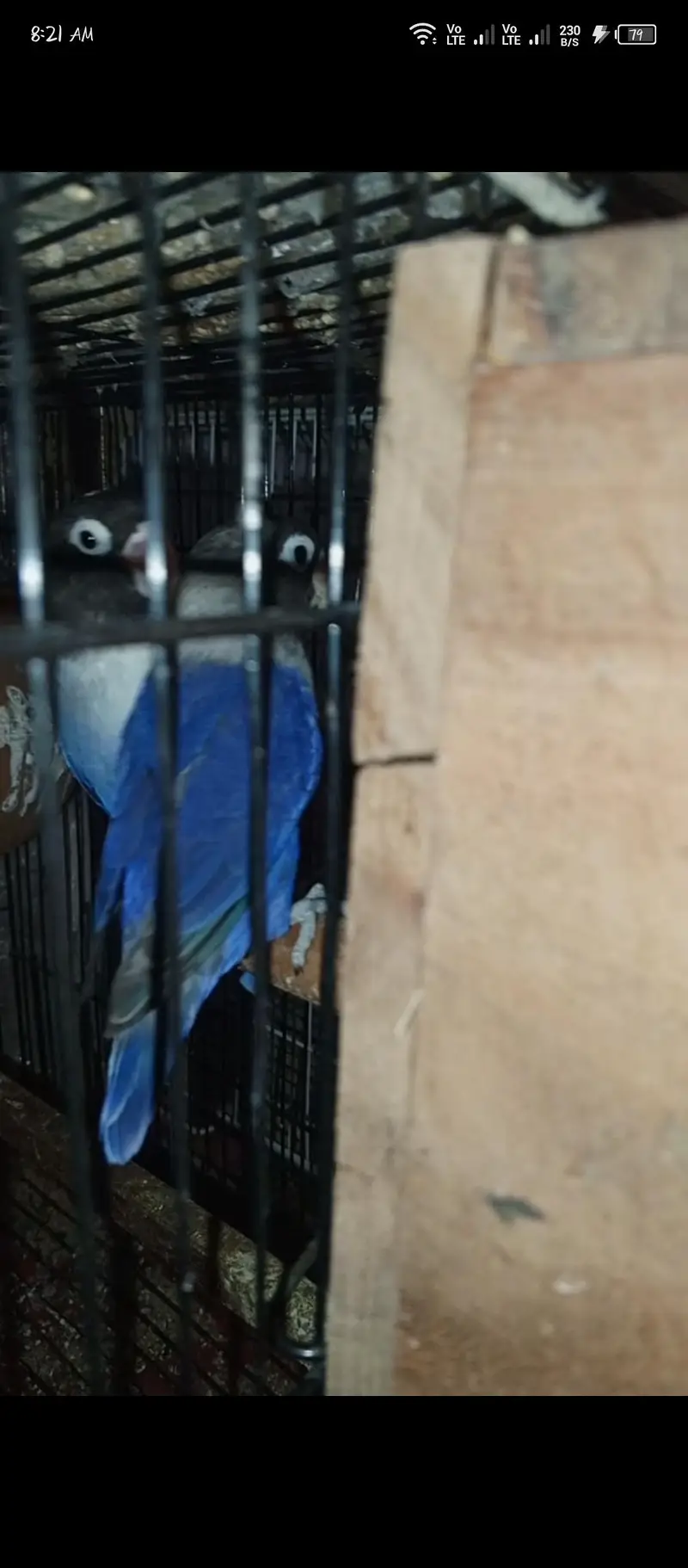 love birds — photo 4