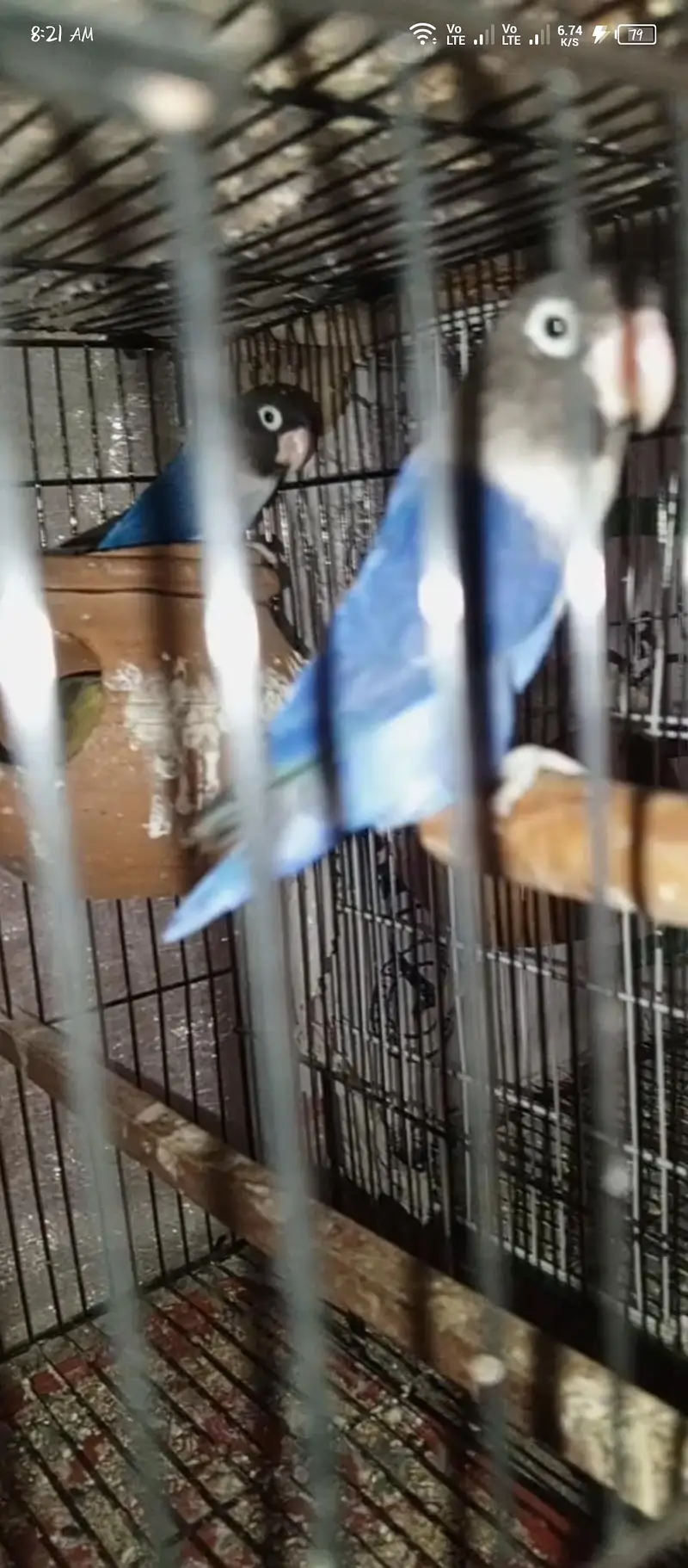 love birds — photo 5