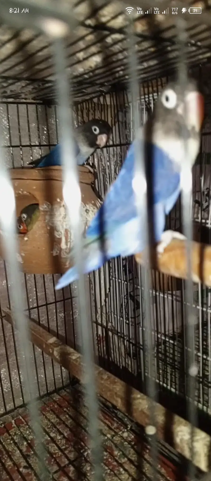 love birds — photo 6