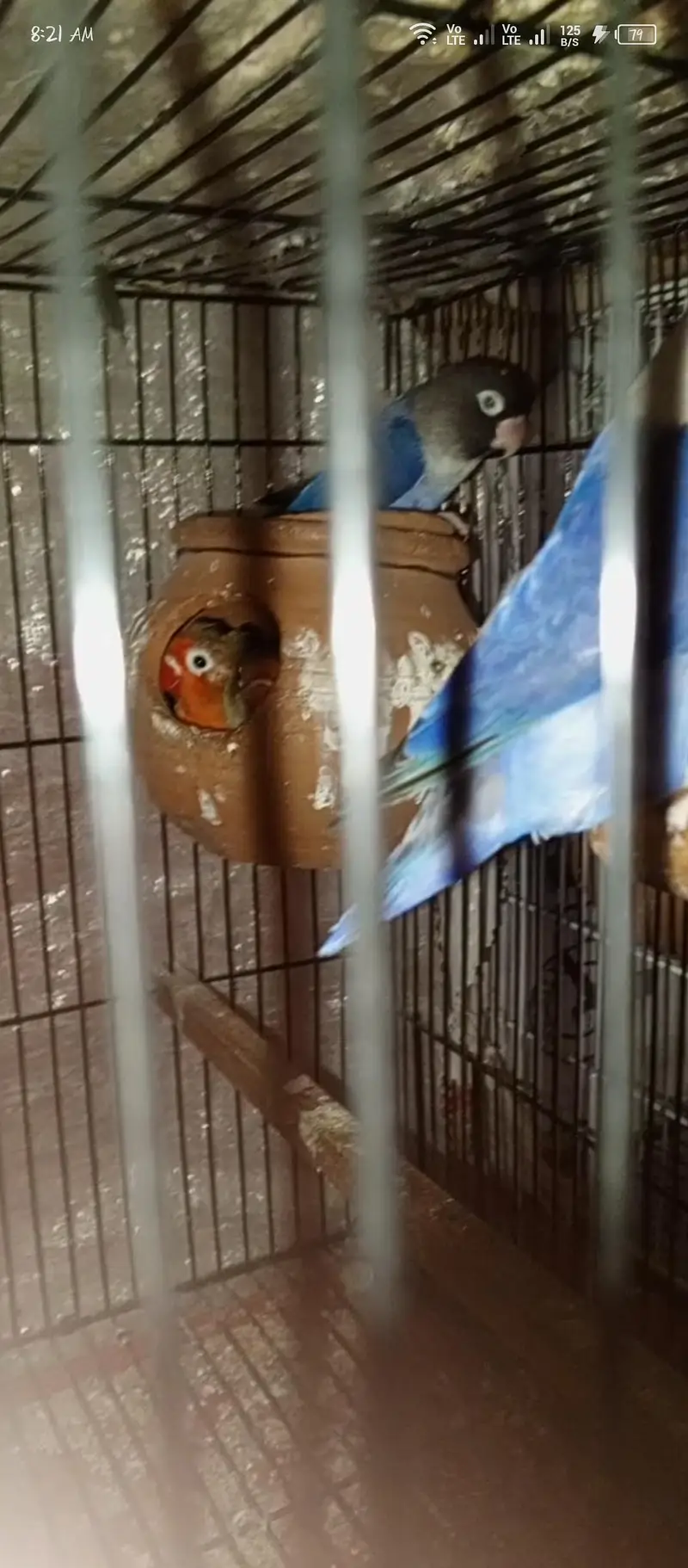love birds — photo 7