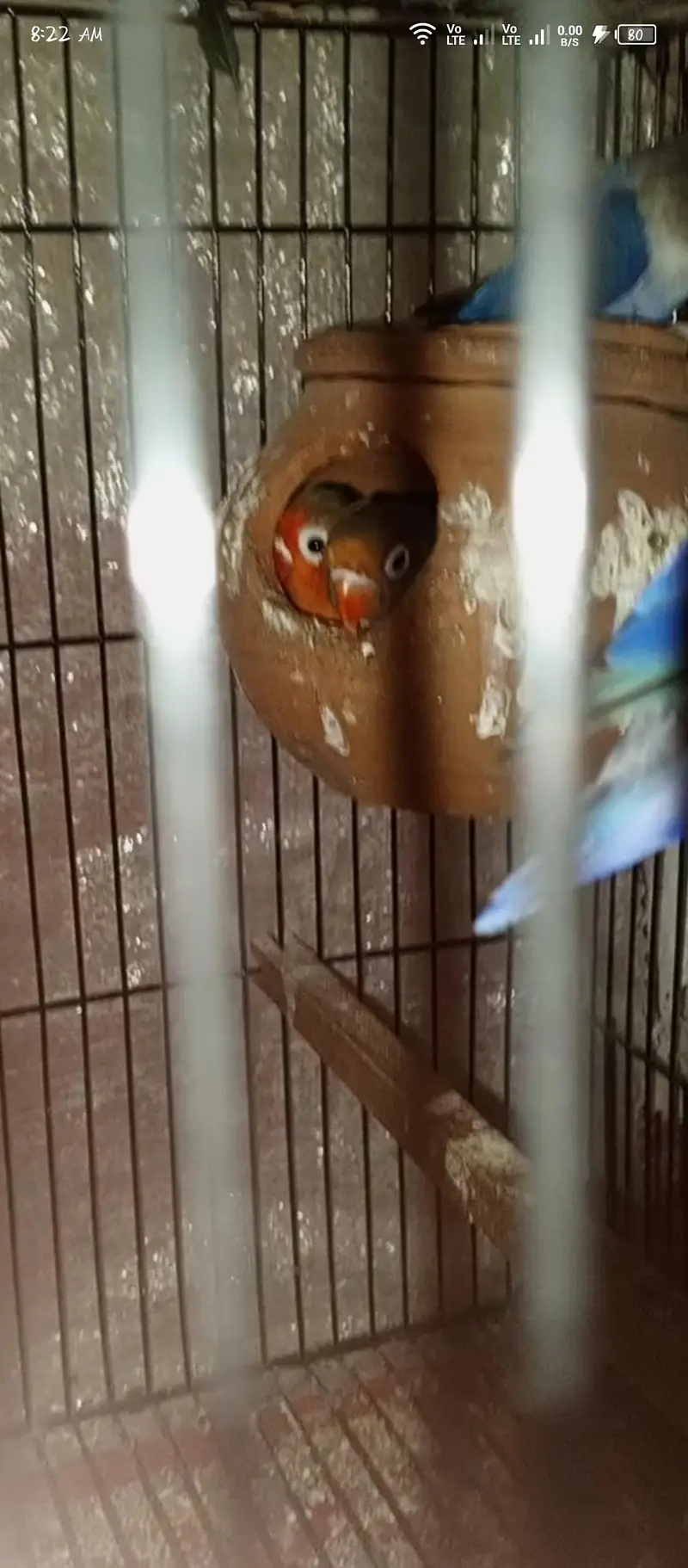 love birds — photo 9