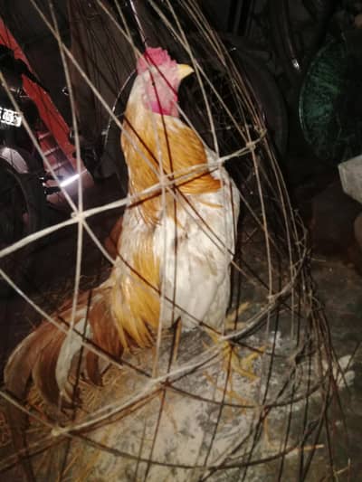 Pure aseel pure for sale low priz